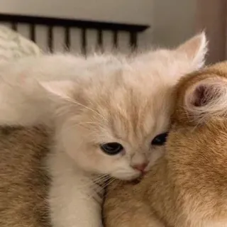 🥺 692ad7a6 Kätzchen, Katze, süß, Tier, Haustier, Katzenartig telegram sticker