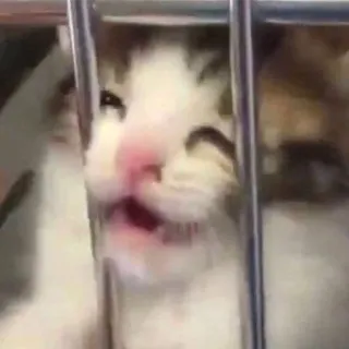 😵‍💫 6cd4f818 Katze, Tier, Haustier, lustig, Meme, süß telegram sticker