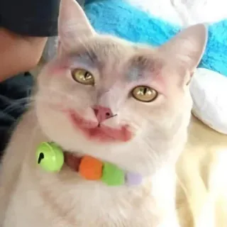 🤡 6dd91a9d Katze, Tier, Make-up, Haustier, Halsband, Haustier, Kätzchen, Lustig telegram sticker