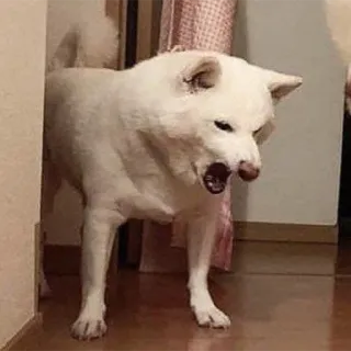 😠 7a2ba9f5 Hund, aggressiv, weiß, Tier, Haustier, knurrend telegram sticker