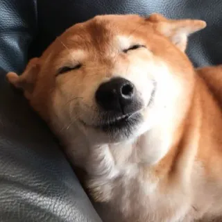 ☺️ 8105f1df Hund, Tier, Shiba Inu, süß, Haustier, fröhlich, schlafend, zufrieden telegram sticker