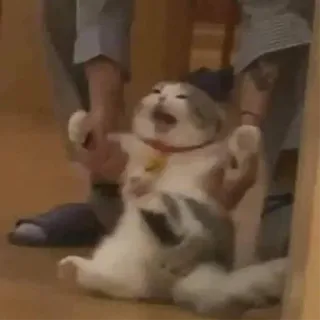 🤧 8993e34f Katze, lustig, Meme, Tier, Haustier, schreiend, Hauskatze telegram sticker