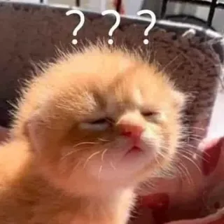 🤔 9577caab ??? Katze, Frage, verwirrt, Meme, Tier, Kätzchen, denken telegram sticker