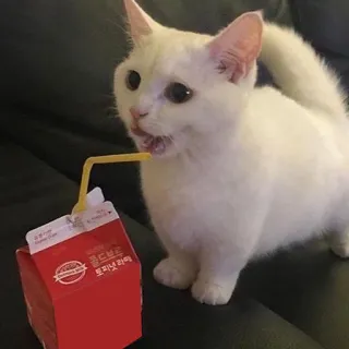 🧃 977b61ed 골드 ㅂㅍㅍ트 Katze, Milch, Getränk, süß, Kätzchen, Tier, Strohhalm telegram sticker