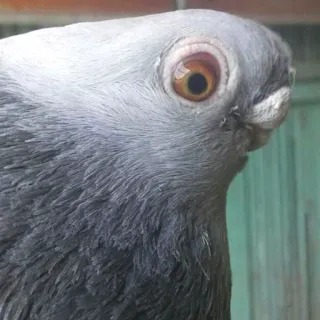 😏 b270aac7 Vogel, Taube, Tier, grau, Wildtier, Nahaufnahme telegram sticker