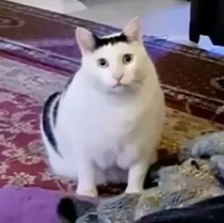 😐 b3b7c976 Katze, Tier, Haustier, Hauskatze, Säugetier, Weiße Katze telegram sticker