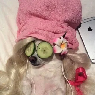 💆‍♀️ b81f5d27 Hund, Spa, Gurke, Entspannung, lustig, Blume, Haustier telegram sticker