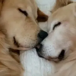 😴 bb3a1c66 hunde, haustiere, tiere, golden retriever, kuscheln, zärtlich telegram sticker
