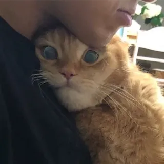 😳 d97466a1 Katze, Haustier, süß, Tier, häuslich, Katzenartig telegram sticker