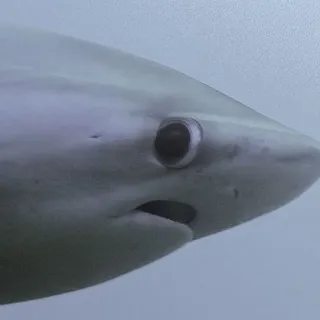 😯 e02e3738 Hai, Meer, Tier, Ozean, Fisch, Wildtier telegram sticker