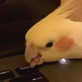 🫢 e3efc00e Papagei, Vogel, Tastatur, Entfernen, Nymphensittich, Tier, Haustier, tippen telegram sticker