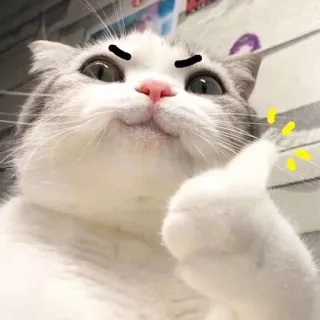 👍 e7d0f312 Katze, Tier, süß, Haustier, Daumen hoch, Kätzchen telegram sticker