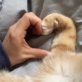 ❤️ ec05c532 Katze, Herz, Liebe, Pfote, Hand, Haustier telegram sticker