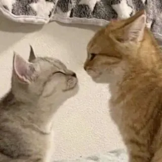 🥰 f077edc8 Katzen, Kätzchen, Tiere, Haustiere, süß, Freundschaft telegram sticker