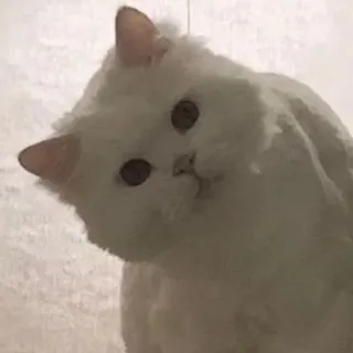 🤔 f0abc4d4 Katze, Tier, weiß, Haustier, süß telegram sticker