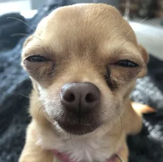 🤔 f1f31bdc Hund, Chihuahua, Tier, Haustier, süß, lustig telegram sticker