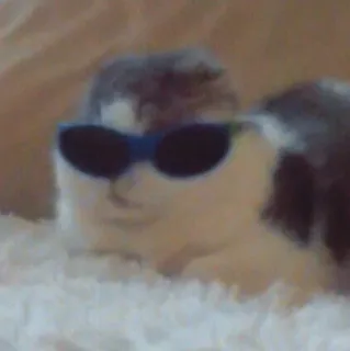 😐 f8c32a04 Katze, Sonnenbrille, Coole Katze, Tier, Haustier telegram sticker
