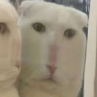 😐 f972a59d Katze, Tier, Weiße Katze, Haustier telegram sticker