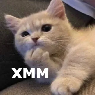 🤔 0a7ad1dc XMM gato, gatinho, pensando, meme telegram sticker