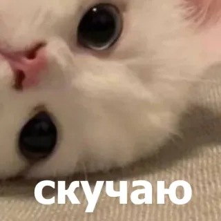 😒 2dcb35c5 скучаю gato, fofo, meme, russo, tenho saudades, tenho saudades telegram sticker