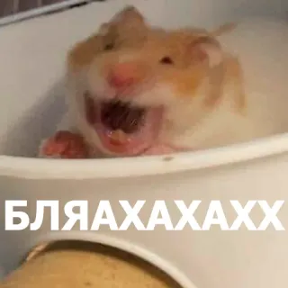 🤣 33e7863d БЛЯХАХАХАХХ hamster, meme, russo, ofensivo, exclamação telegram sticker