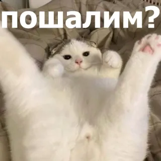 😏 38075b6f пошалим? gato, engraçado, fofo, russo, meme, animal, animal de estimação telegram sticker
