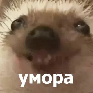 😄 40ae0301 умора ouriço, engraçado, meme, animal, humor telegram sticker