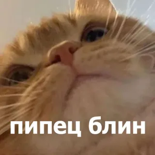 😐 47032761 пипец блин gato, meme, russo, animal, animal de estimação telegram sticker