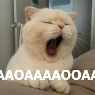 🥱 52dbd8fc AAOAAAAAOOAA gato, bocejo, animal, meme, sonolento telegram sticker