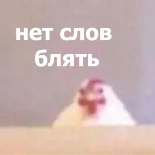 Забавные животные 4 (@safthome) whatsapp stickers