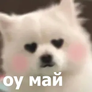 😍 62d62c63 Оу май cachorro, fofo, corações, engraçado, meme telegram sticker
