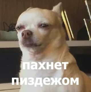 🤔 6c1737d8 пахнет пиздежом cachorro, chihuahua, meme, ofensivo telegram sticker