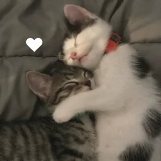 😍 6d52b6eb gatos, gatinhos, animais, fofo, dormindo, coração, amizade, animal de estimação, animais domésticos telegram sticker