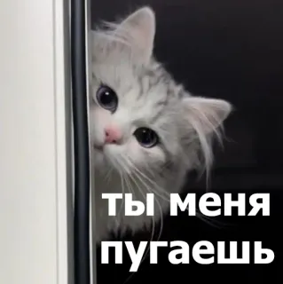😨 77402641 Ты меня пугаешь gato, gatinho, fofo, espiando, russo, texto, animal telegram sticker