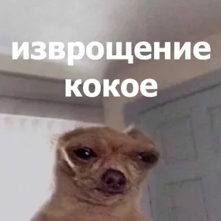 🫣 869ce4c8 изврощение
кокое cachorro, meme, engraçado, animal, russo telegram sticker