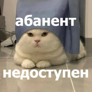 ✋ 944dcad5 абанент
недоступен gato, engraçado, meme, animal telegram sticker