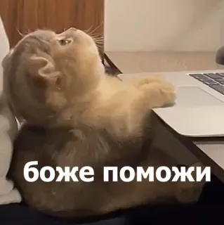 😣 9d41e7ab боже поможи gato, meme, engraçado, animal, russo, ajuda, fofo telegram sticker
