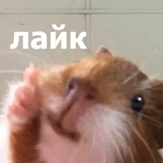 🙂 a50f2380 лайк Porquinho-da-índia, Gostar, Russo, Animal, Meme telegram sticker