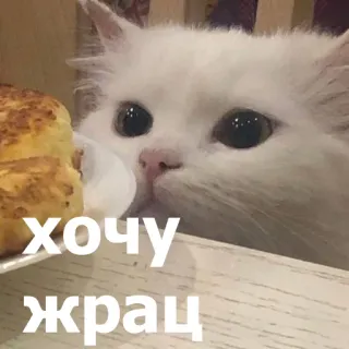 🤤 aa31f390 хочу жрац gato, comida, fofo, animal, russo, quero comer telegram sticker
