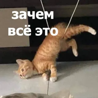 😒 ad92b4de зачем
всё это gato, gatinho, meme, russo, engraçado, animal, fofo telegram sticker
