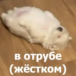 🥱 b44b03be в отрубе (жёстком) cachorro, engraçado, dormindo, desmaiado, exaustão telegram sticker