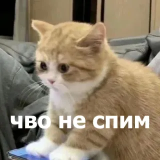 🤨 b671f36e ЧВО НЕ СПИМ gato, sono, engraçado, meme, fofo, animal telegram sticker