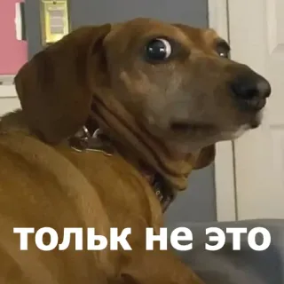 🫣 b76bb5eb ТОЛЬК НЕ ЭТО cachorro, dachshund, engraçado, meme, russo, assustado, expressão, chocado telegram sticker