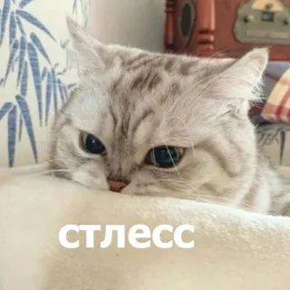 😤 b7efdde2 СТРЕСС gato, estresse, animal, doméstico, meme, engraçado, russo telegram sticker