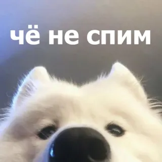 Забавные животные 4 (@safthome) telegram stickers