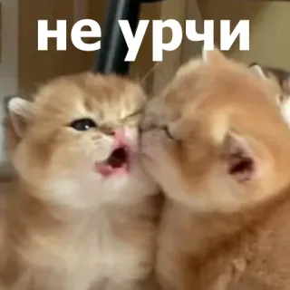 😚 c32914ed не урчи gato, gatinho, meme, fofo, engraçado, animal, animal de estimação, russo telegram sticker