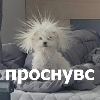 👋 e6a0aa98 проснувс cão, sonolento, cama, manhã, fofo telegram sticker