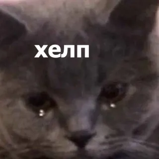 😥 fbee2c4f хелп gato, triste, ajuda, russo, meme, chorando, animal telegram sticker