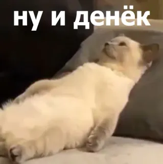 🫥 fc636b37 ну и денёк gato, meme, engraçado, russo, preguiçoso, relaxante telegram sticker