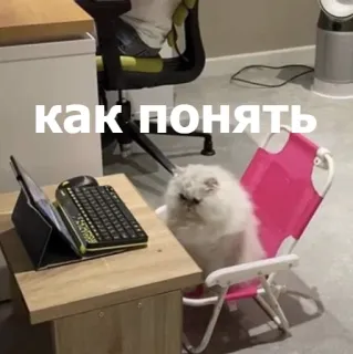 🤨 ff600f6c как понять gato, escritório, digitando, cadeira de praia, computador, meme, engraçado telegram sticker